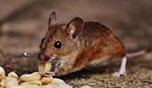 24 Hour & Emergency Exterminators in Spanish Springs, NV